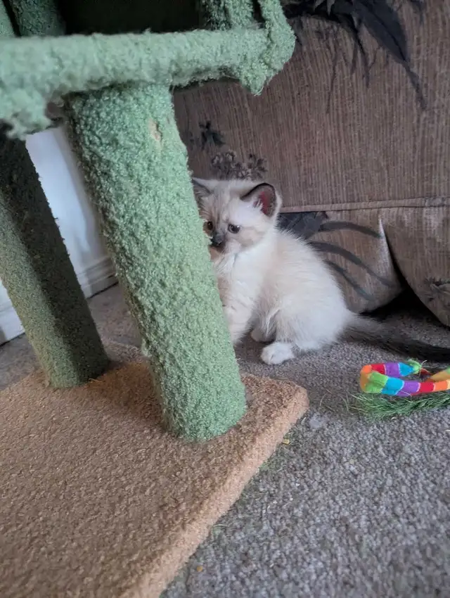 simease kittens for sale - Photo 6