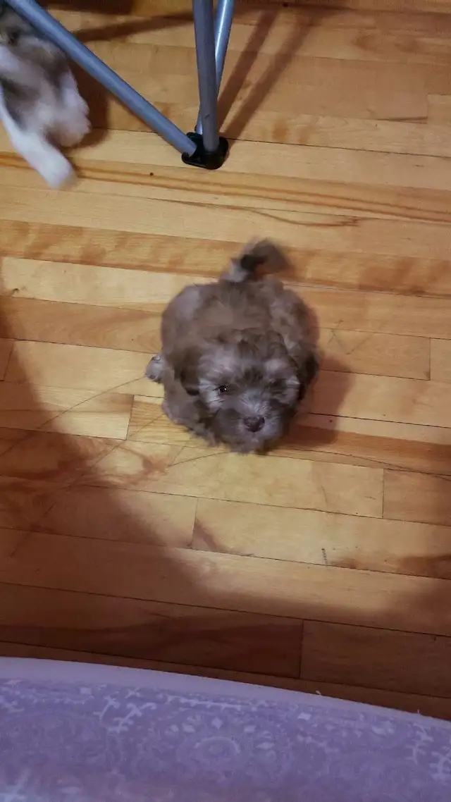 Shih-poo puppies ready to go