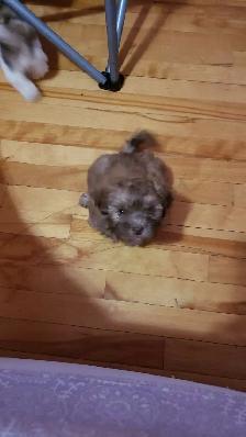 Shih-poo puppies ready to go