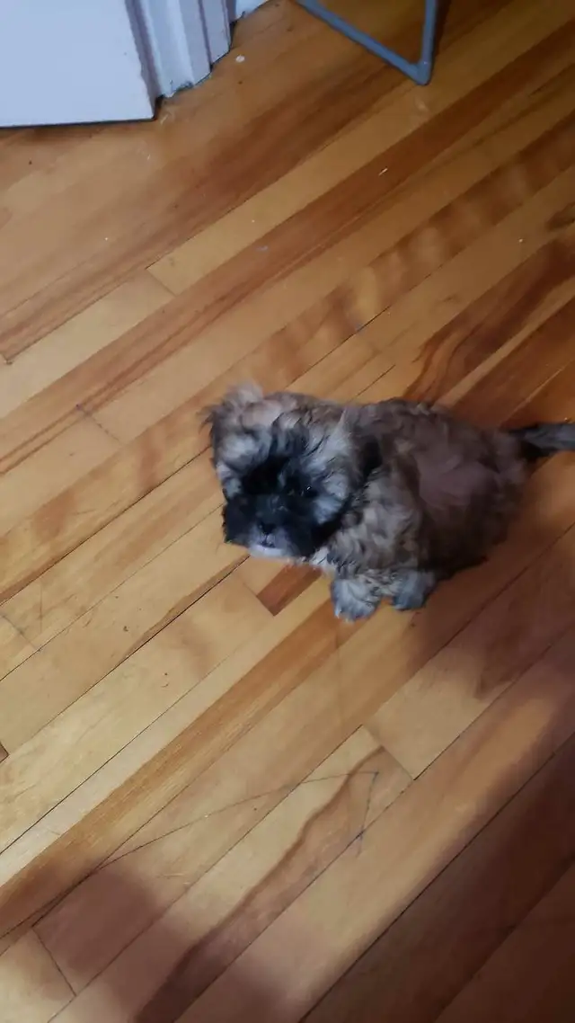 Shih-poo puppies ready to go - Photo 2