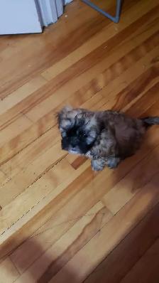 Shih-poo puppies ready to go - Photo 2
