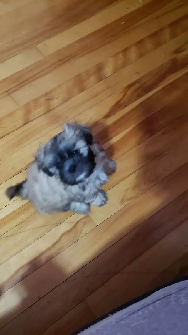 Shih-poo puppies ready to go - Photo 3