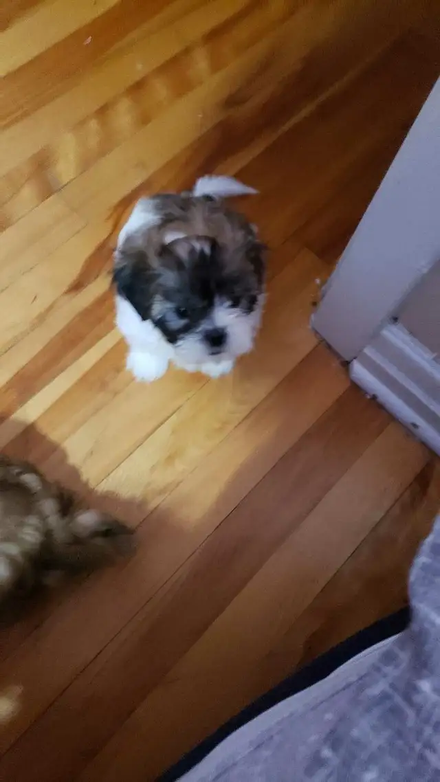 Shih-poo puppies ready to go - Photo 4