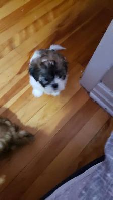 Shih-poo puppies ready to go - Photo 4