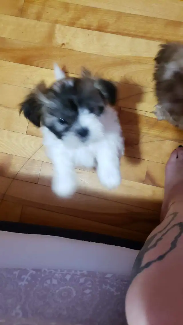Shih-poo puppies ready to go - Photo 5
