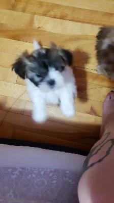 Shih-poo puppies ready to go - Photo 5