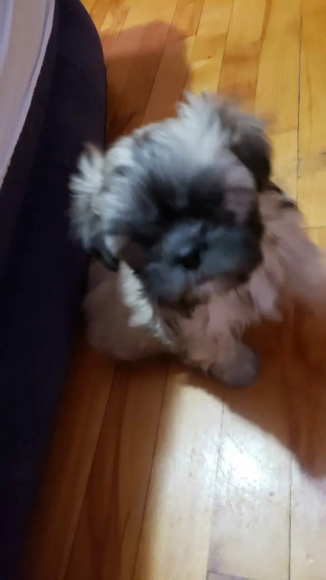 Shih-poo puppies ready to go - Photo 6