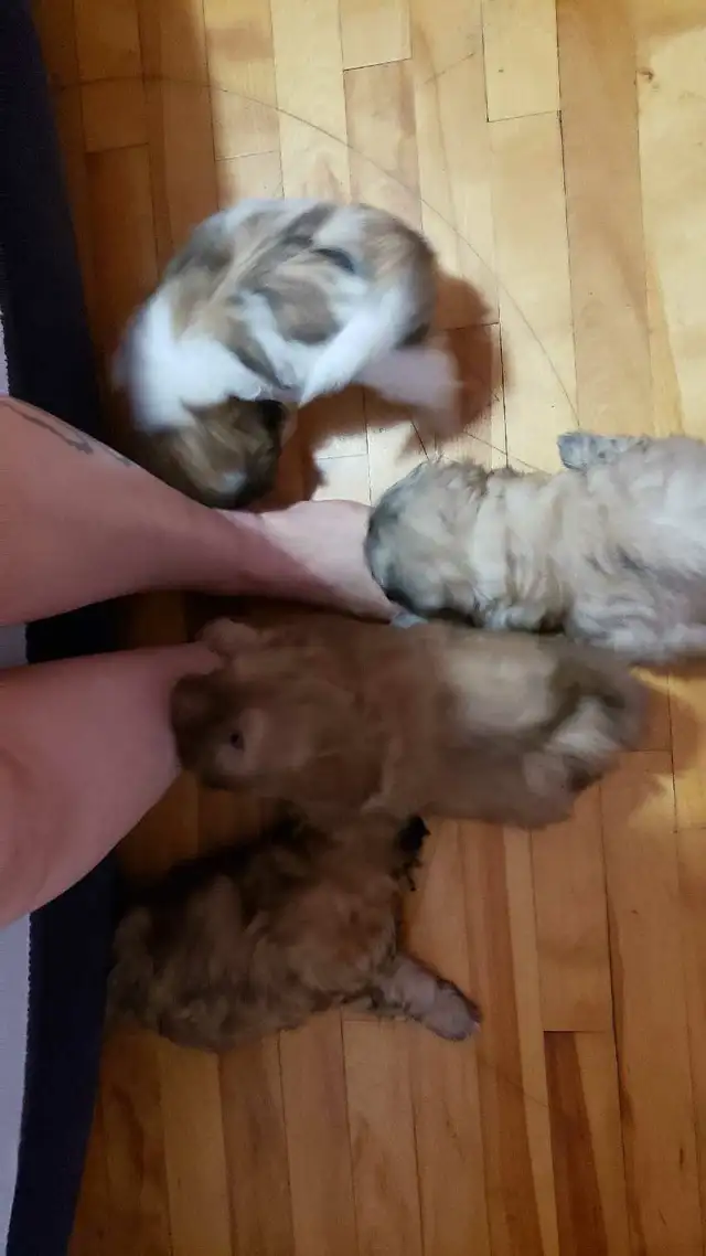 Shih-poo puppies ready to go - Photo 7