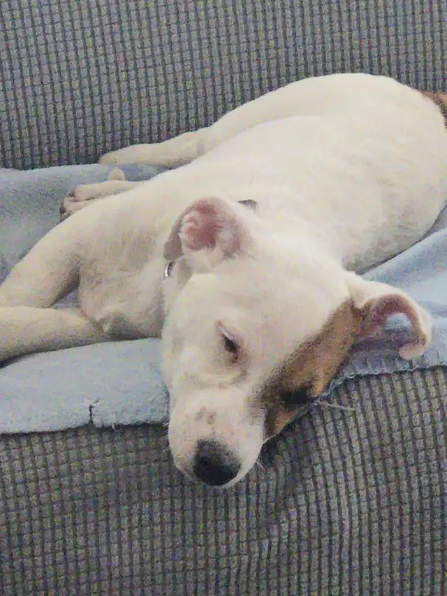 Chiot Jack Russel