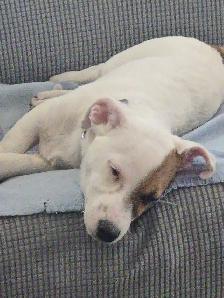 Chiot Jack Russel