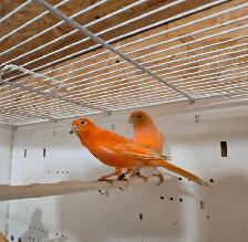 Breeding Pair of Canaries