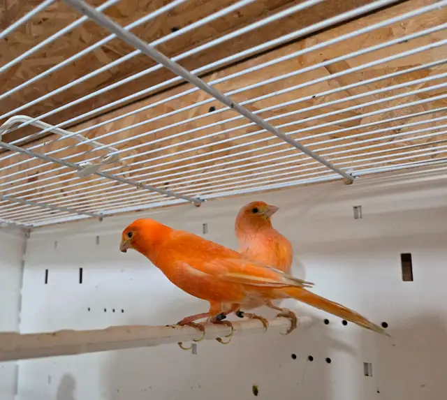 Breeding Pair of Canaries - Photo 2