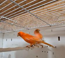 Breeding Pair of Canaries - Photo 2