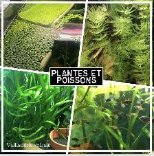 plantes d’aquarium poissons guppys et platys,escargots