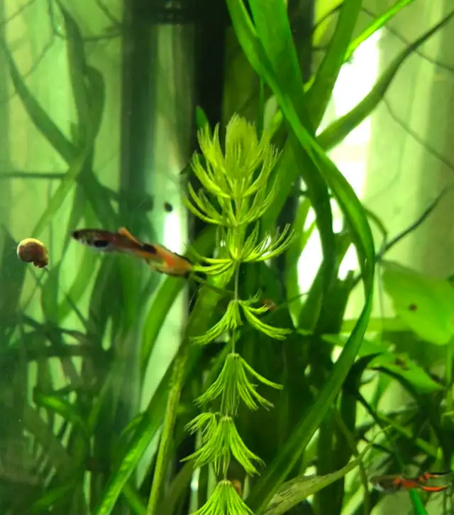 plantes d’aquarium poissons guppys et platys,escargots - Photo 2