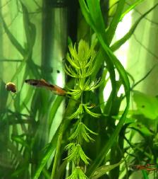 plantes d’aquarium poissons guppys et platys,escargots - Photo 2