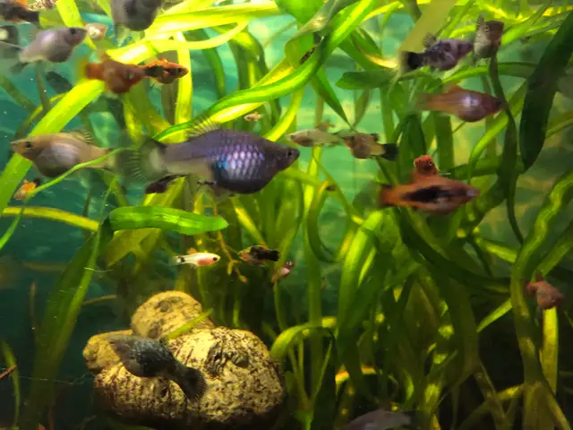 plantes d’aquarium poissons guppys et platys,escargots - Photo 4