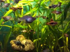plantes d’aquarium poissons guppys et platys,escargots - Photo 4