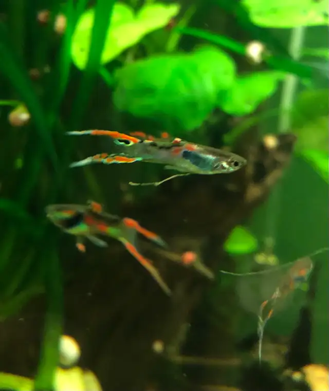 plantes d’aquarium poissons guppys et platys,escargots - Photo 7
