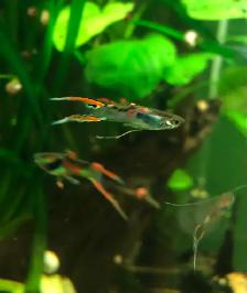 plantes d’aquarium poissons guppys et platys,escargots - Photo 7