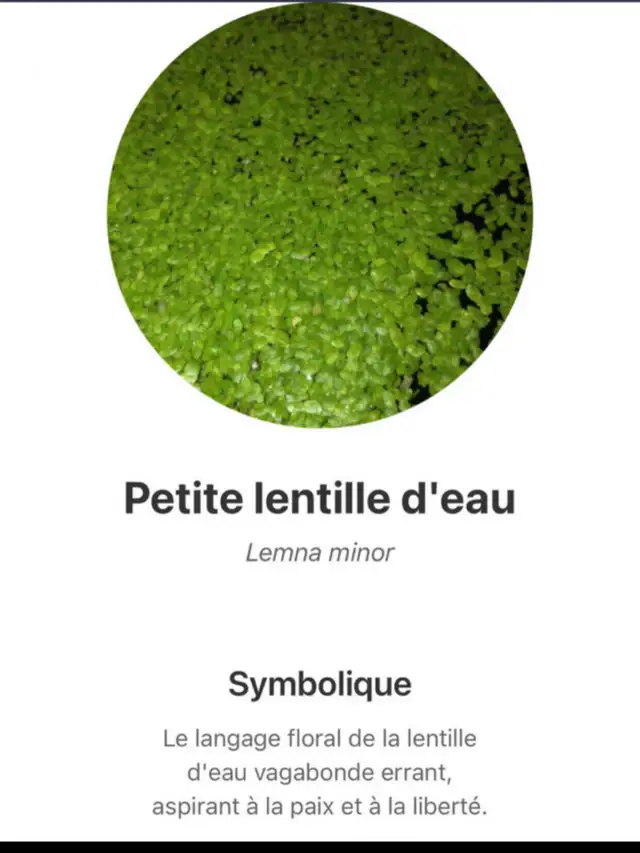plantes d’aquarium poissons guppys et platys,escargots - Photo 8