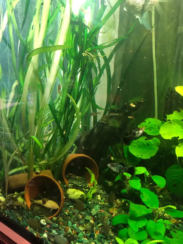 plantes d’aquarium poissons guppys et platys,escargots - Photo 10