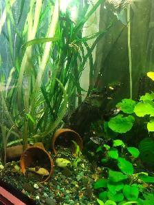plantes d’aquarium poissons guppys et platys,escargots - Photo 10