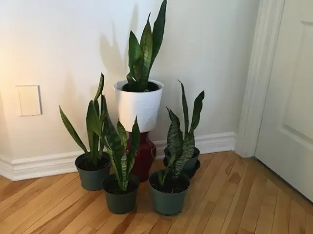 Plantes intérieur naturel