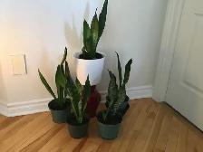 Plantes intérieur naturel
