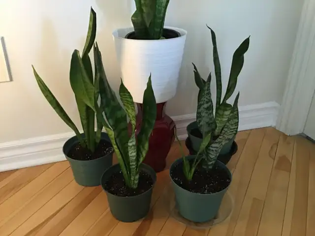 Plantes intérieur naturel - Photo 2