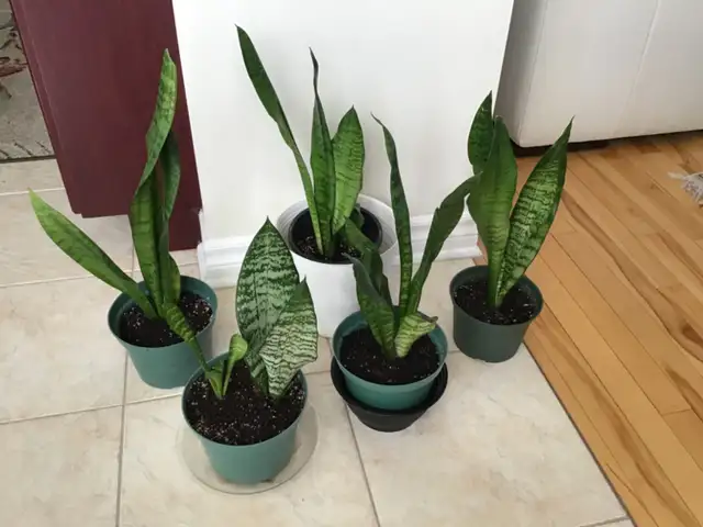 Plantes intérieur naturel - Photo 3