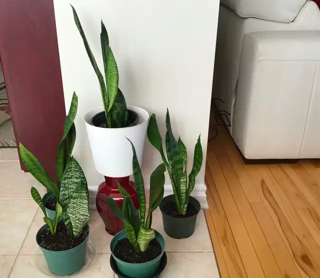 Plantes intérieur naturel - Photo 4