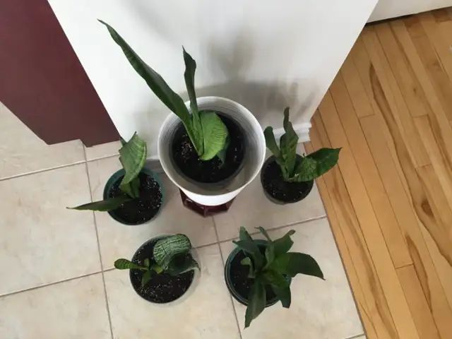 Plantes intérieur naturel - Photo 5