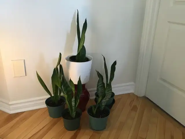 Plantes intérieur naturel - Photo 6
