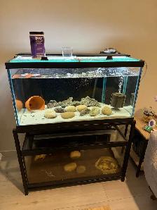 Fish tanks