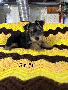 Schauzer/Yorkie