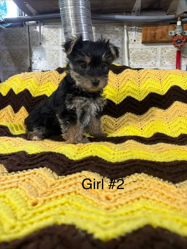 Schauzer/Yorkie - Photo 2