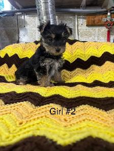 Schauzer/Yorkie - Photo 2