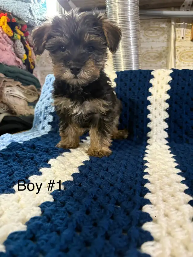 Schauzer/Yorkie - Photo 3