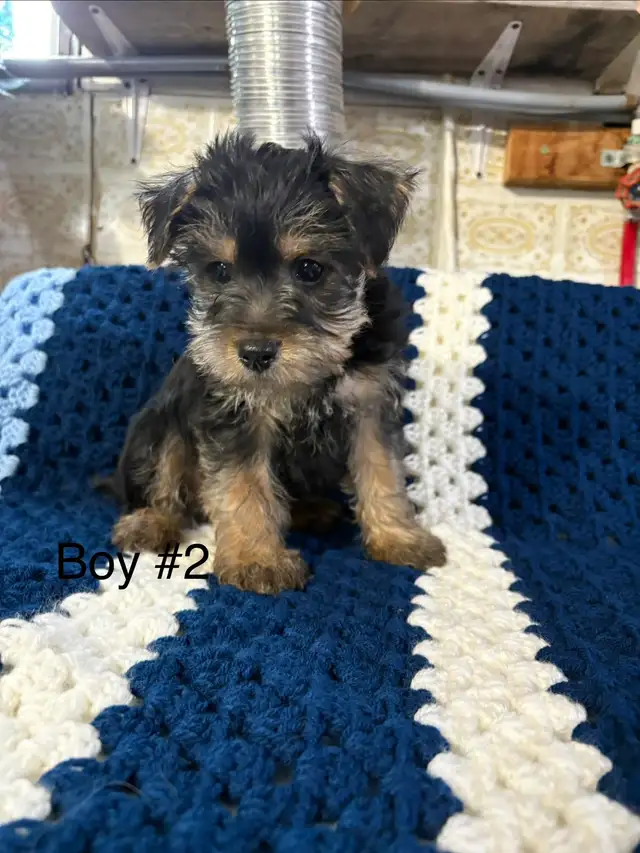 Schauzer/Yorkie - Photo 4