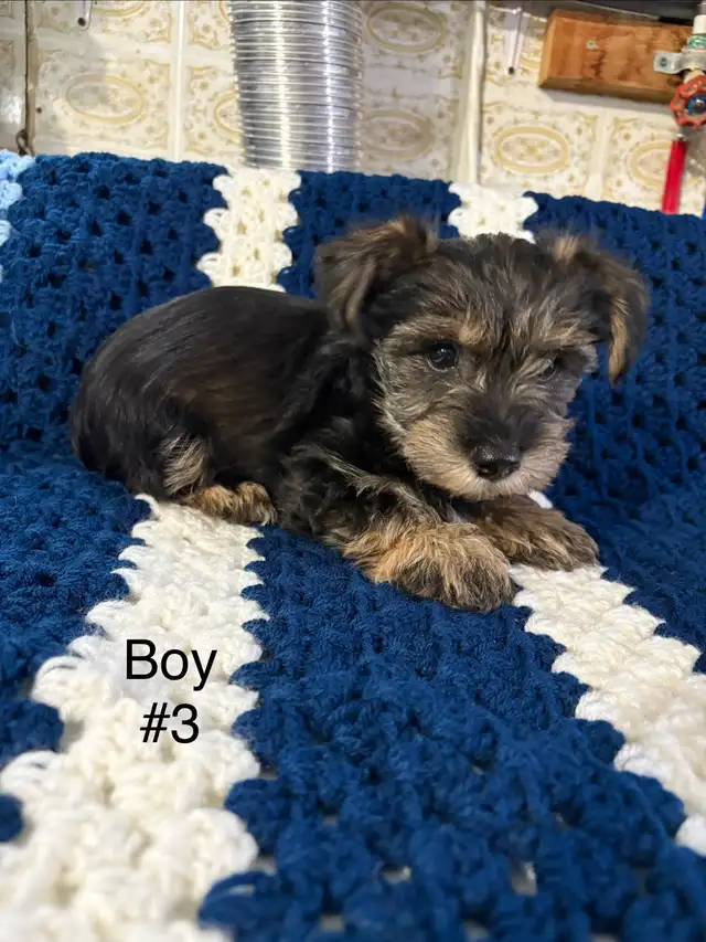 Schauzer/Yorkie - Photo 5