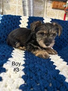 Schauzer/Yorkie - Photo 5