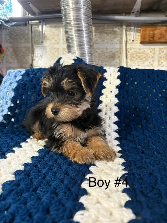 Schauzer/Yorkie - Photo 6