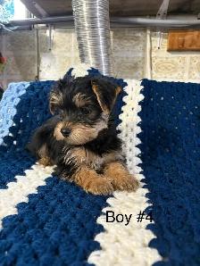 Schauzer/Yorkie - Photo 6