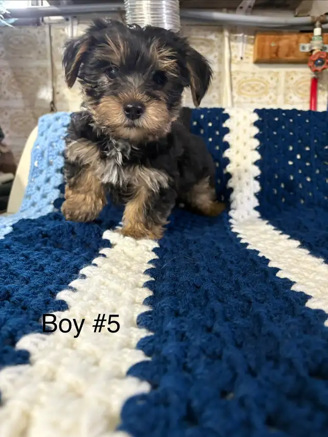 Schauzer/Yorkie - Photo 7