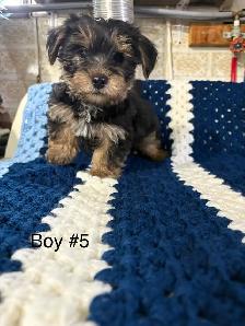 Schauzer/Yorkie - Photo 7
