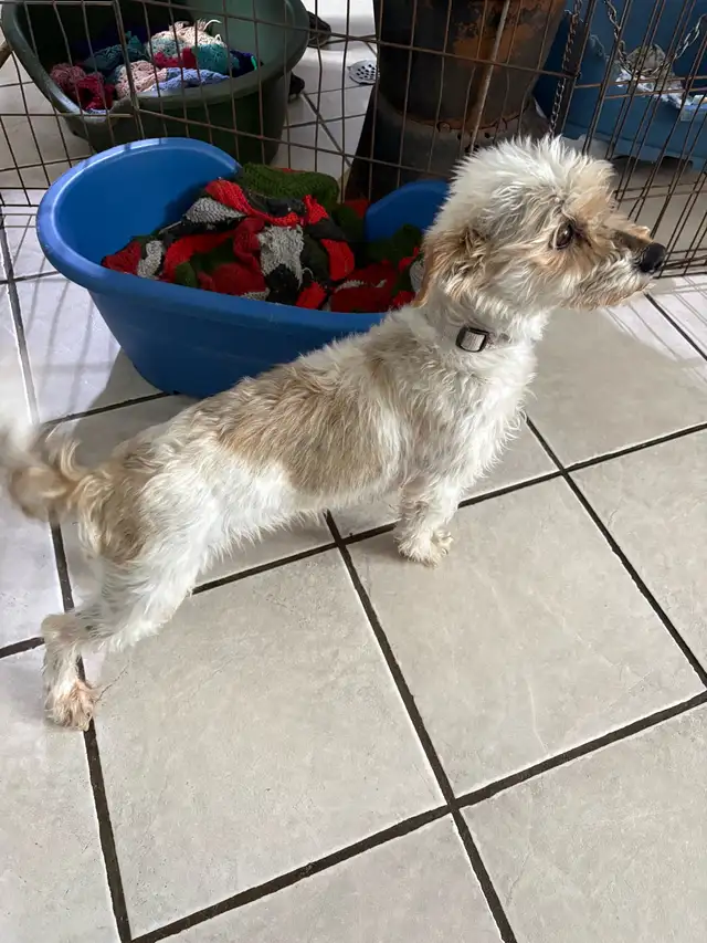 Schauzer/Yorkie - Photo 8