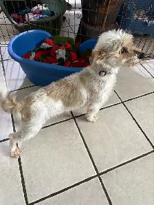 Schauzer/Yorkie - Photo 8