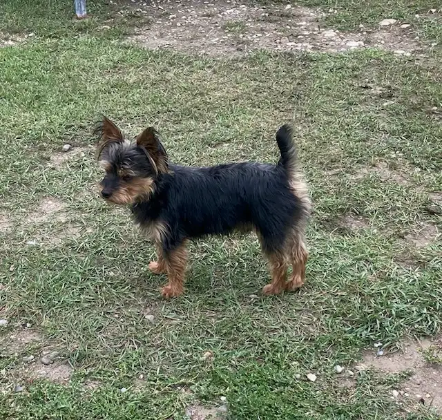 Schauzer/Yorkie - Photo 9