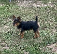Schauzer/Yorkie - Photo 9